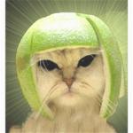 melon cat