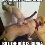 Smart animals | THAT CATS THINKING "GOOD SLAVE, GOOD SLAVE"; BUT THE DOG IS GONNA EAT THE CAT IN THE END | image tagged in smart animals | made w/ Imgflip meme maker