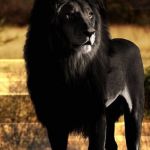 Save the Black Lions! | #BLACKLIONSMATTER | image tagged in big cat,lion,blacklivesmatter | made w/ Imgflip meme maker