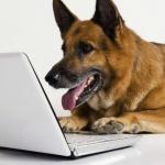 dog reading emails
