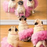 "Today is going to be a good day" pugs | HAPPY FRIDAY | image tagged in today is going to be a good day pugs | made w/ Imgflip meme maker