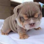 angry puppy