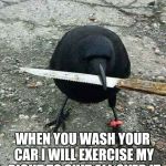 hood bird | WHEN YOU WASH YOUR CAR I WILL EXERCISE MY RIGHT TO SHIT ALL OVER IT | image tagged in hood bird | made w/ Imgflip meme maker