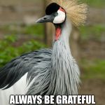 What I've Learned So Far in Life | WHEN TAKING STOCK OF YOUR LIFE; ALWAYS BE GRATEFUL; NOT ONLY FOR WHAT YOU HAVE, BUT ALSO FOR WHAT YOU DON'T | image tagged in crane bird,truth,grateful | made w/ Imgflip meme maker