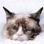 Grumpy cat snow meme