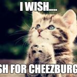Cute kitten | I WISH.... I WISH FOR CHEEZBURGERS! | image tagged in cute kitten | made w/ Imgflip meme maker