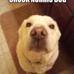 Chuck Norris Dog | CHUCK NORRIS DOG; KNOWS THE LAST DIGIT OF PI | image tagged in memes,chuck norris | made w/ Imgflip meme maker