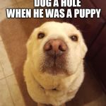 Chuck Norris Dog | CHUCK NORRIS DOG     DUG A HOLE WHEN HE WAS A PUPPY; THE GRAND CANYON | image tagged in memes,chuck norris | made w/ Imgflip meme maker