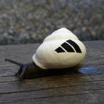 snail adidas