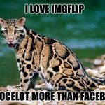SITTING OCELOT BY WATER | I LOVE IMGFLIP; AN OCELOT MORE THAN FACEBOOK | image tagged in sitting ocelot by water | made w/ Imgflip meme maker