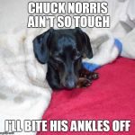 I'm tougher than Chuck Norris | CHUCK NORRIS AIN'T SO TOUGH; I'LL BITE HIS ANKLES OFF | image tagged in sammy the dachshund,chuck norris,meme,memes,dachshunds | made w/ Imgflip meme maker