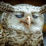 annoyed owl