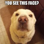 Cute Dog | YOU SEE THIS FACE? THIS IS  MY "YOU'RE GONNA BE SORRY IF YOU DON'T HAVE A TREAT FOR ME" FACE | image tagged in dog,meme | made w/ Imgflip meme maker