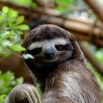 Sassy sloth