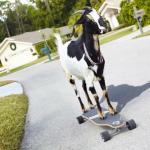 Skate goat