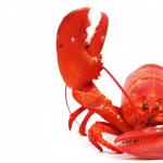 Lobster meme