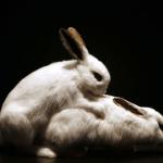 bunny wabbits