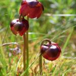 newfoundland plant