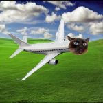 Plane Cat | image tagged in cats | made w/ Imgflip meme maker