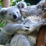 koala love