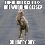 Jumping Sheep | THE BORDER COLLIES ARE WORKING GEESE? OH HAPPY DAY! | image tagged in jumping sheep | made w/ Imgflip meme maker