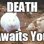 Death awaits you | DEATH; Awaits You | image tagged in holy grail rabbit,meme,memes,monty python | made w/ Imgflip meme maker