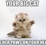 jazzpaws | YOUR BIG CAT; HAS HER PAWS ON YOUR HEART | image tagged in jazzpaws | made w/ Imgflip meme maker