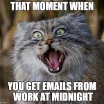 SpazCat | THAT MOMENT WHEN; YOU GET EMAILS FROM WORK AT MIDNIGHT | image tagged in spazcat | made w/ Imgflip meme maker