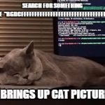 coding cat | SEARCH FOR SOMETHING LIKE
 "BGDCFFFFFFFFFFFFFFFFFFFFFFFFFFFFFFFFF..."; IT BRINGS UP CAT PICTURES | image tagged in coding cat | made w/ Imgflip meme maker