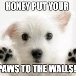Paws Up | HONEY PUT YOUR; PAWS TO THE WALLS!! | image tagged in paws up | made w/ Imgflip meme maker