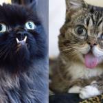 Bipolar Kitties