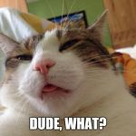 hangover cat | DUDE, WHAT? | image tagged in hangover cat | made w/ Imgflip meme maker