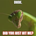 praying mantis | DUDE. DID YOU JUST HIT ME? | image tagged in praying mantis | made w/ Imgflip meme maker