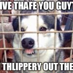 Fiberian Hufky | DRIVE THAFE YOU GUYTH! ITH THLIPPERY OUT THERE! | image tagged in fiberian hufky,icy roads,slick roads,winter storm,snowy roads,winter driving | made w/ Imgflip meme maker