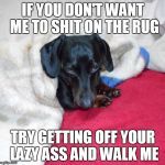 WALK ME you lazy SOB | IF YOU DON'T WANT ME TO SHIT ON THE RUG; TRY GETTING OFF YOUR LAZY ASS AND WALK ME | image tagged in sammy the dachshund,walk the dog,meme,memes | made w/ Imgflip meme maker