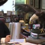 Trump Eagle