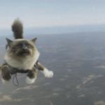 Skydiving Cat