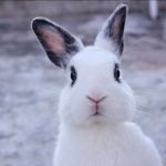 Rabbit | HOW DOES THE EASTER BUNNY KEEP HIS EARS STANDING STRAIGHT UP? HE USES HARE SPRAY! | image tagged in rabbit | made w/ Imgflip meme maker