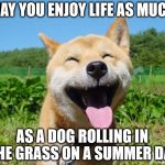 Happy Dog | MAY YOU ENJOY LIFE AS MUCH; AS A DOG ROLLING IN THE GRASS ON A SUMMER DAY | image tagged in happy dog | made w/ Imgflip meme maker
