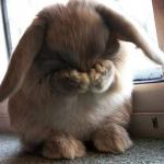 guilty bunny