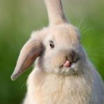 rabbit | HAPPY EASTER | image tagged in rabbit | made w/ Imgflip meme maker