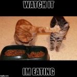 Sharing? I Don't Think So! | WATCH IT; IM EATING | image tagged in cats share food | made w/ Imgflip meme maker