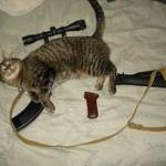 Cat Gun