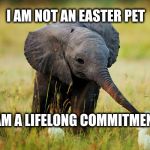 Never forget | I AM NOT AN EASTER PET; I AM A LIFELONG COMMITMENT | image tagged in baby elephant,pets,easter,happy easter,life | made w/ Imgflip meme maker