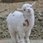 weird goat
