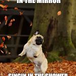 Fall Pug | THATS WHY IM DANCIN IN THE MIRROR; SINGIN IN THE SHOWER LADADEE LADADAA LADADAA | image tagged in fall pug | made w/ Imgflip meme maker