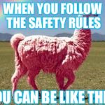 Llamas are koo | WHEN YOU FOLLOW THE SAFETY RULES; YOU CAN BE LIKE THIS | image tagged in llamas are koo | made w/ Imgflip meme maker