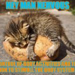 potato cat | HEY MAN NERVOUS; CONTROL OF BODY ACTIVITIES AND THE REACTION TO STIMULI.
THE BODY SYSTEM ROCKS | image tagged in potato cat | made w/ Imgflip meme maker