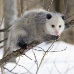 The unsuspected opossum 