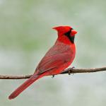 Critical Cardinal